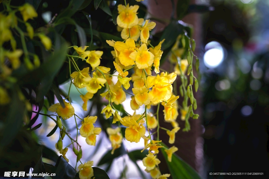 黄色花藤