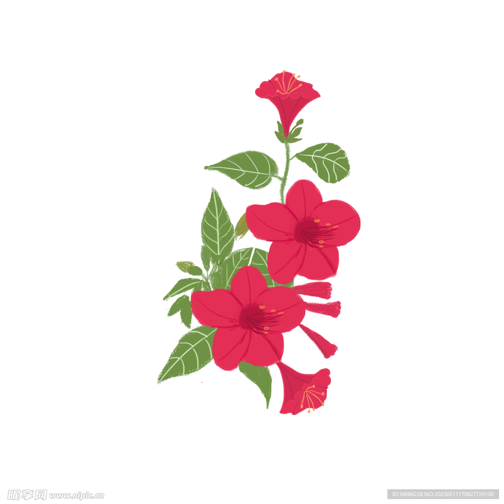 手绘夜来香插画