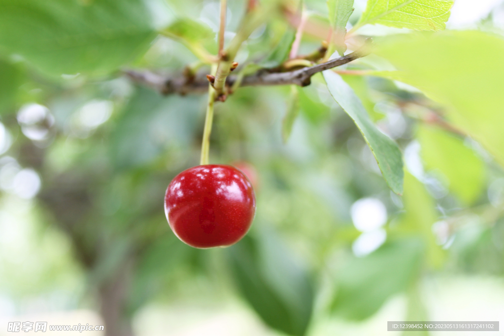 树上樱桃