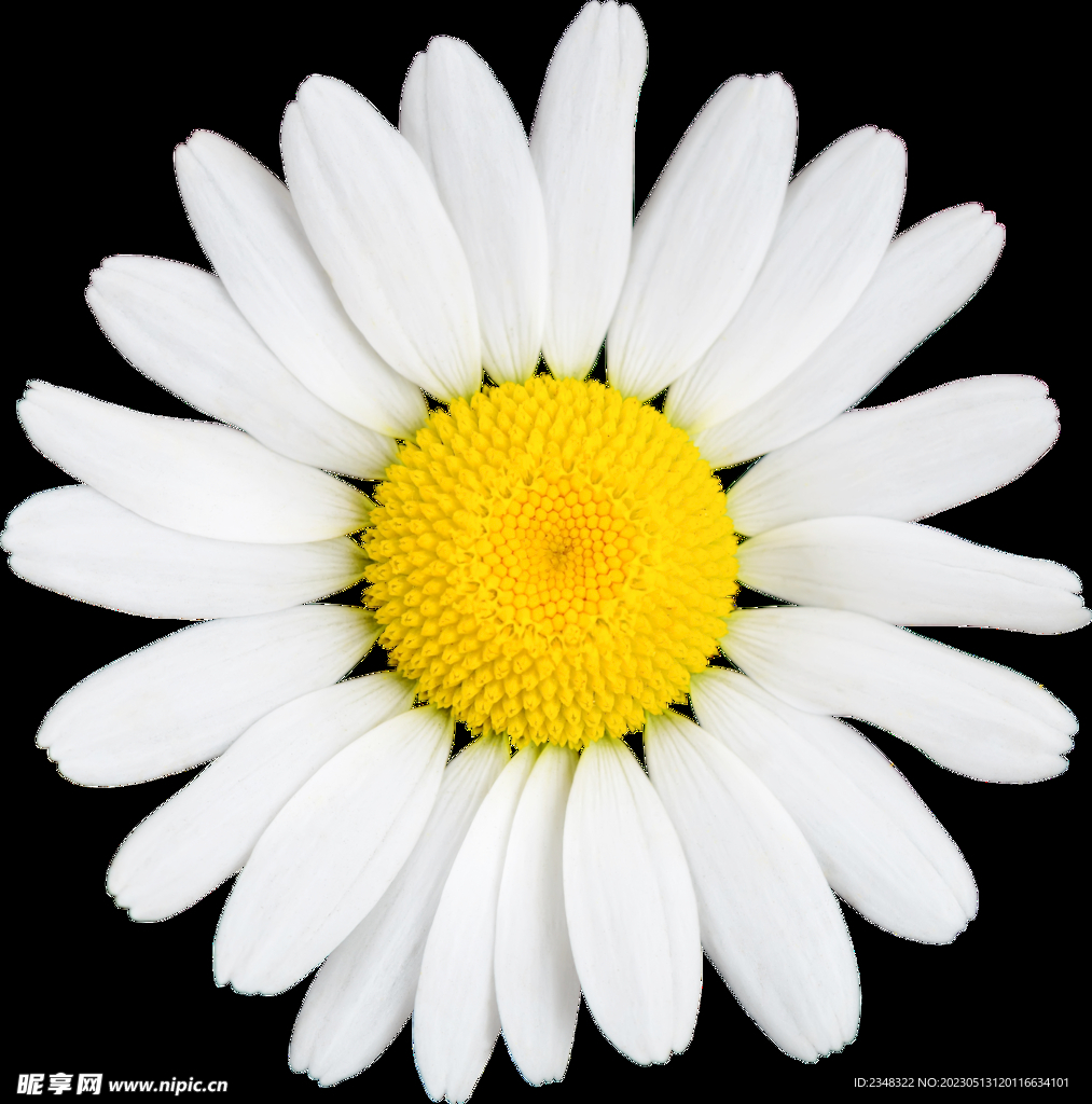 精修透明底洋甘菊