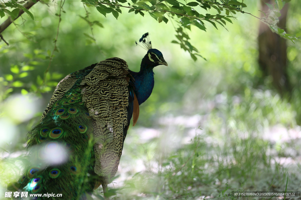 孔雀摄影图