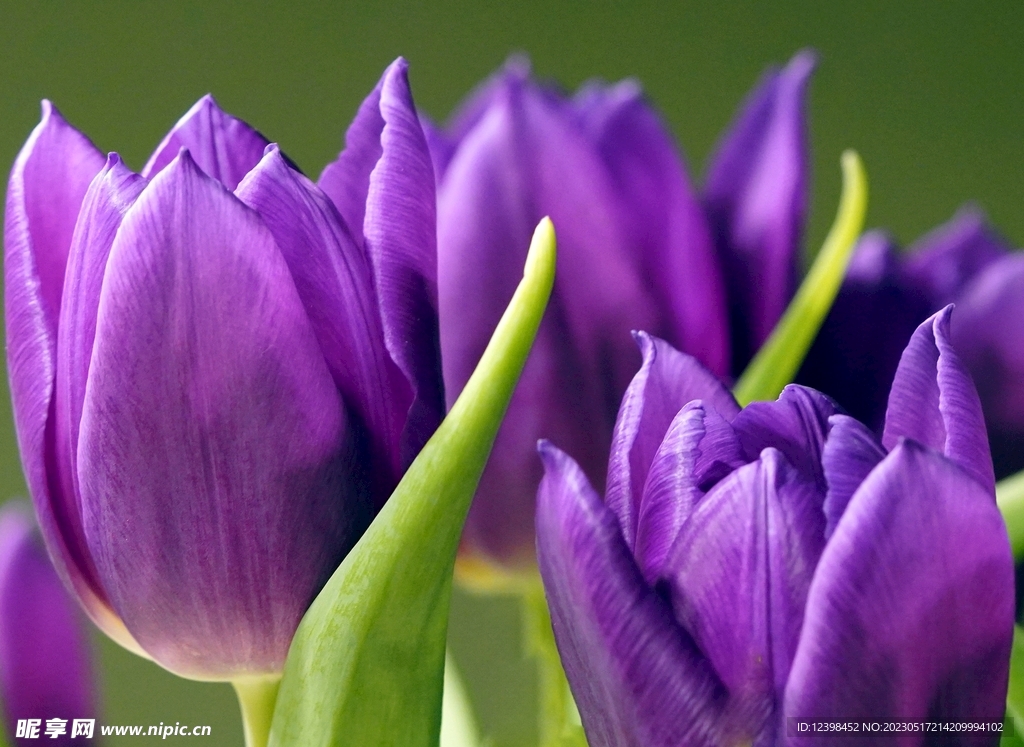 紫色郁金香