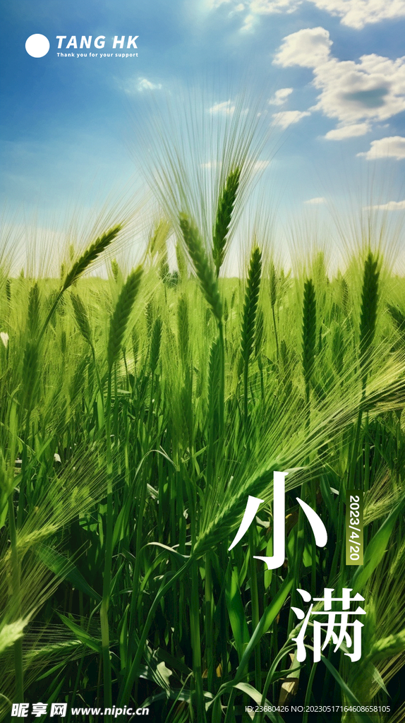 小满芒种麦穗海报