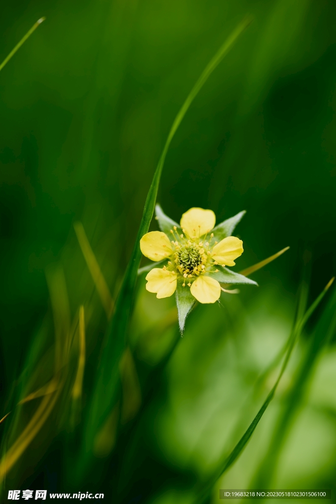 小黄花
