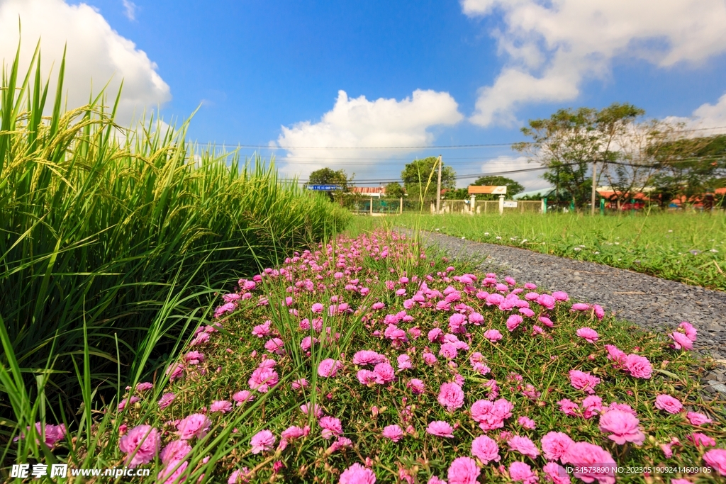 稻田边的花丛