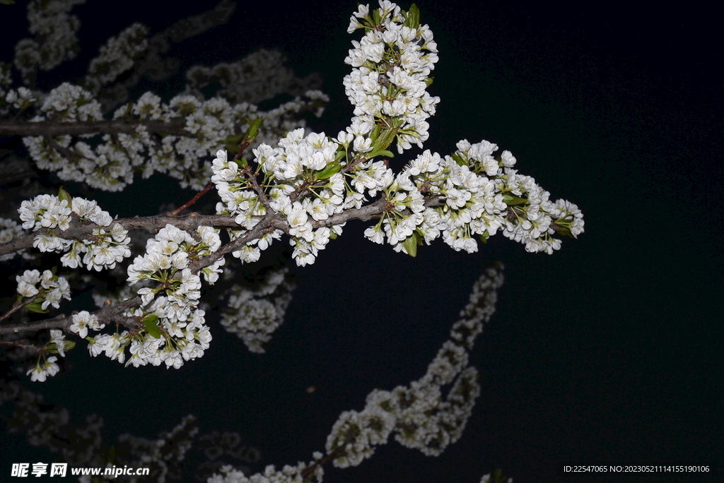 梨花 夜晚 白色