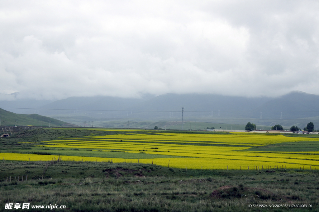 青海的油菜花田