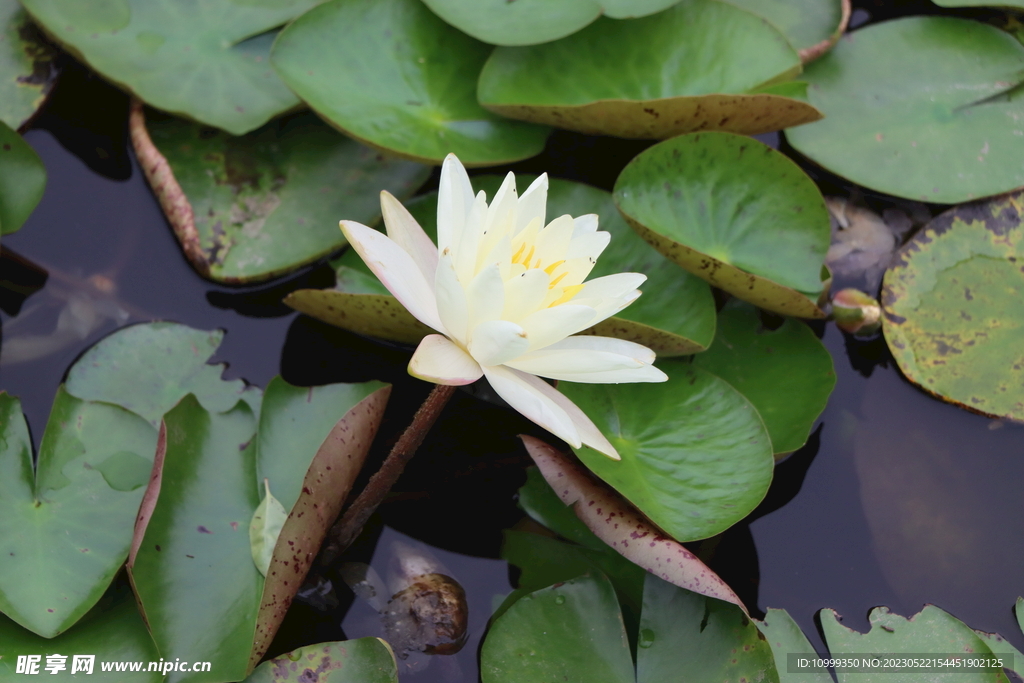 白色睡莲花