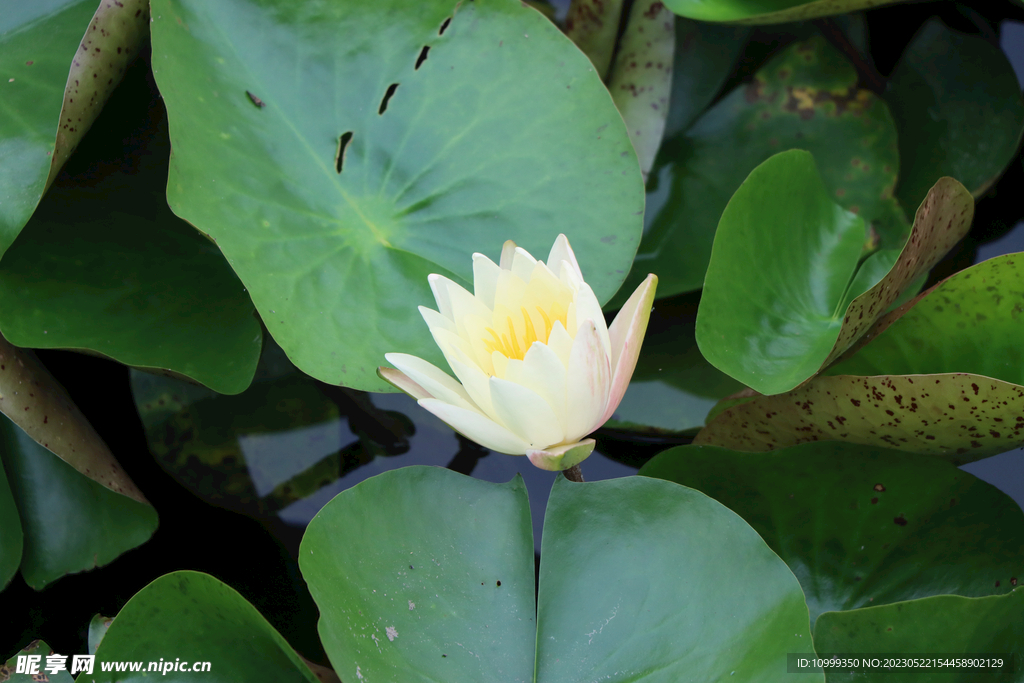 白色睡莲花