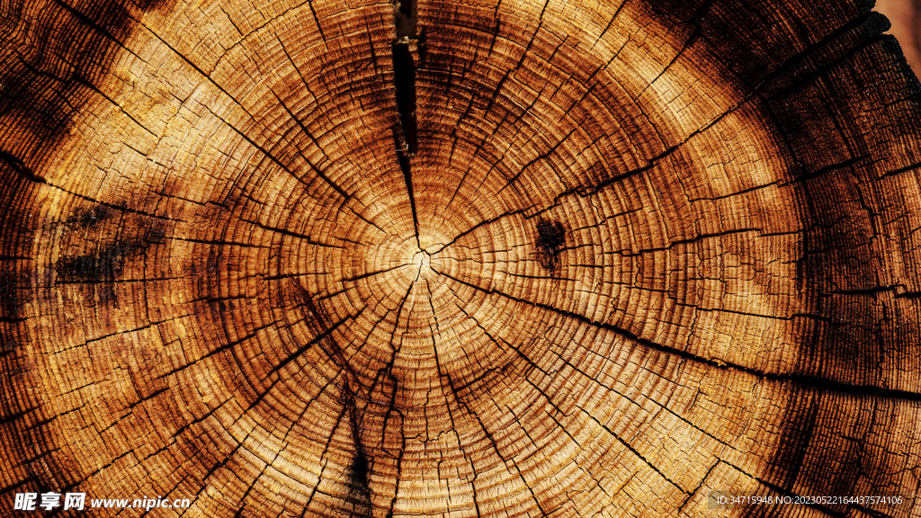 原木树墩木纹木板背景