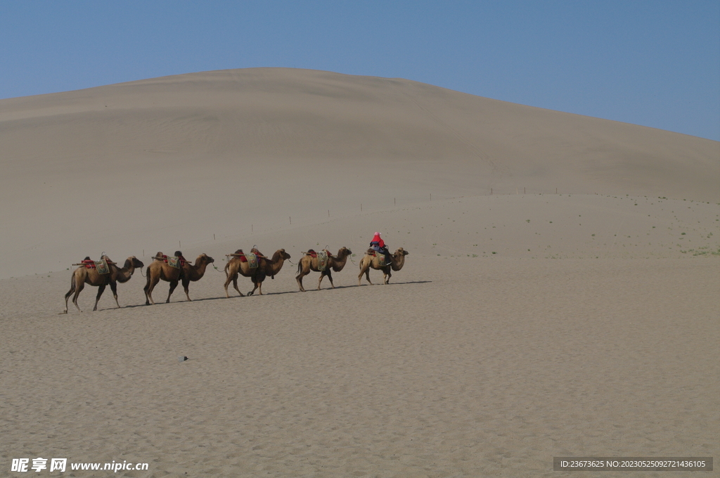 沙漠骆驼