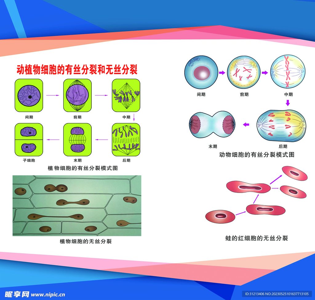 生物知识展板图片