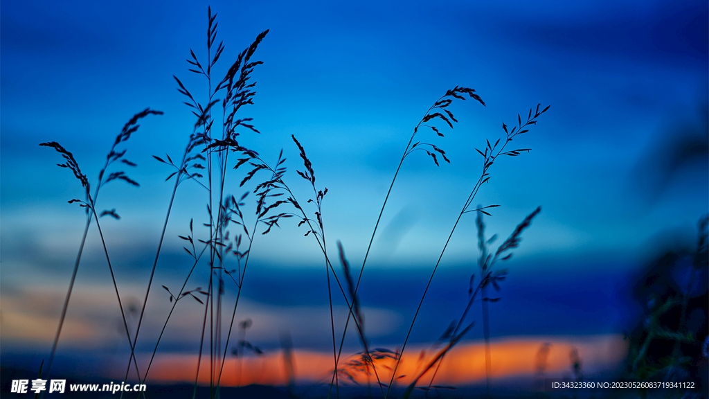 茅草蓝天夕阳夜