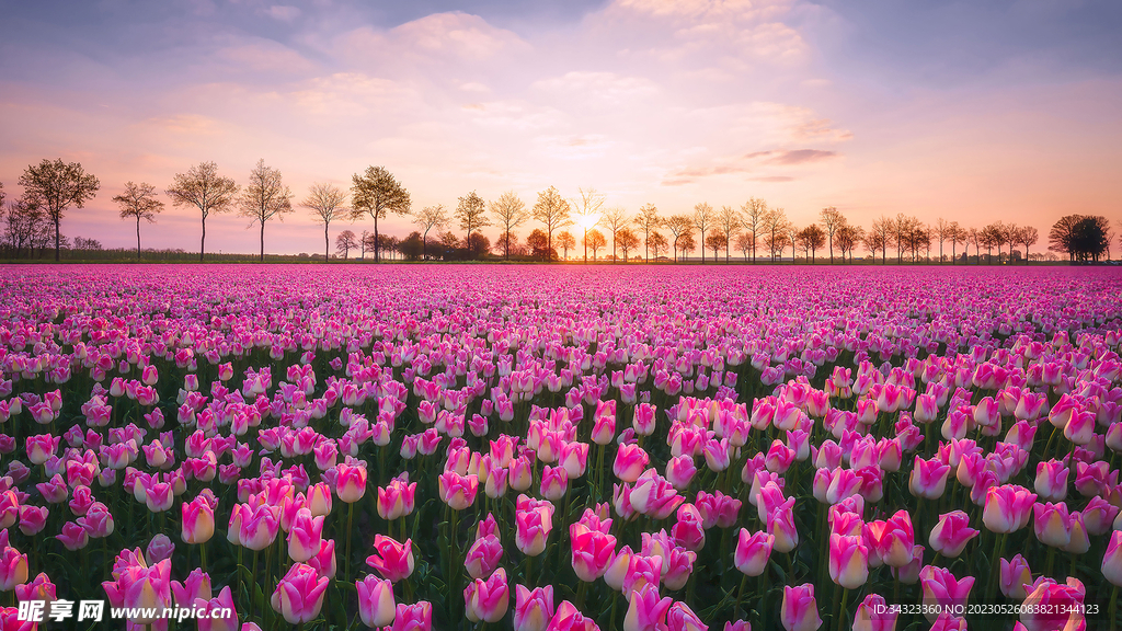 粉紫色整齐花丛