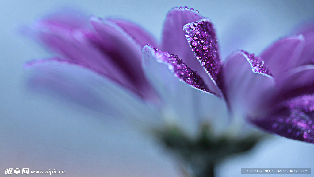 青色底紫色花瓣