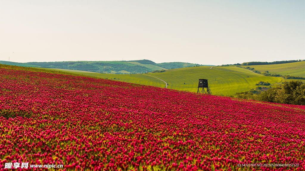 红花开满山美景