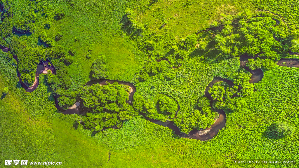 绿色大地一片绿色浓密风景护眼