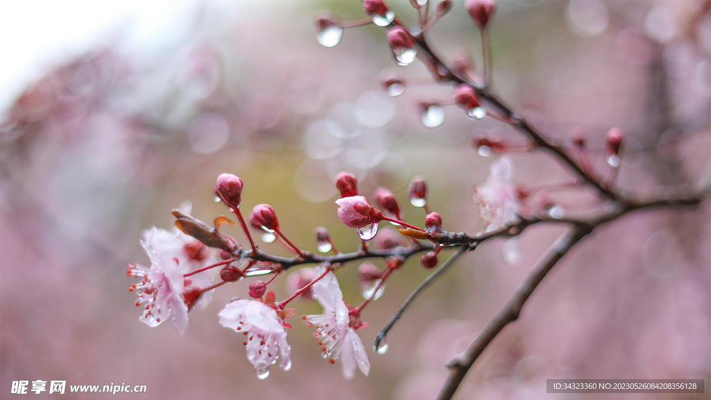 水滴桃花朵朵开梅花开自苦寒来