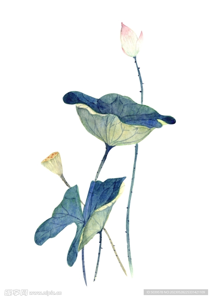 手绘莲花PNG图片 设计素材