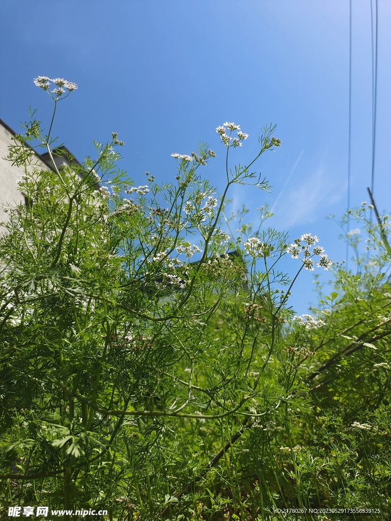香菜开花