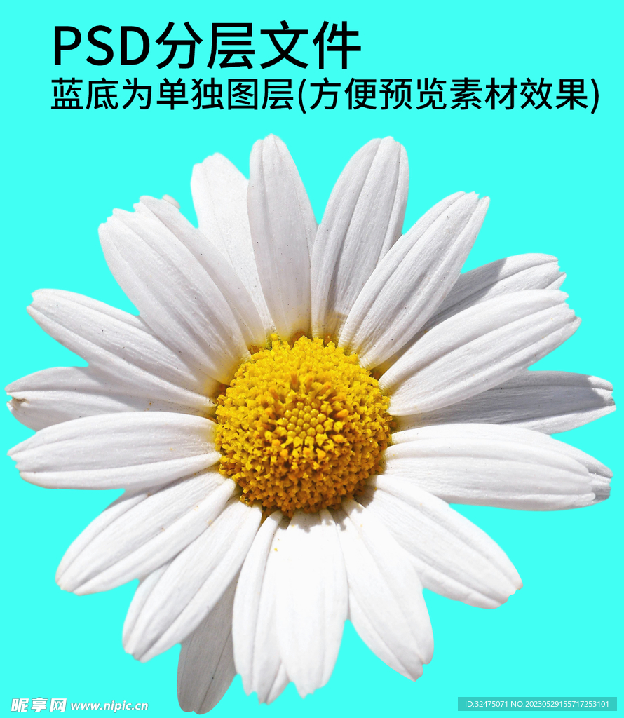 鲜花 花朵png免扣素材