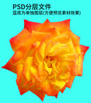 鲜花 花朵png免扣素材