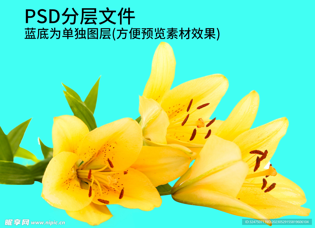 鲜花 花朵png免扣素材