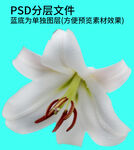 鲜花 花朵png免扣素材