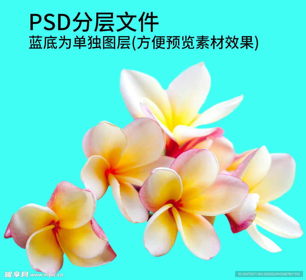 鲜花 花朵png免扣素材