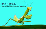 螳螂png免扣素材