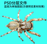 蜘蛛png免扣素材