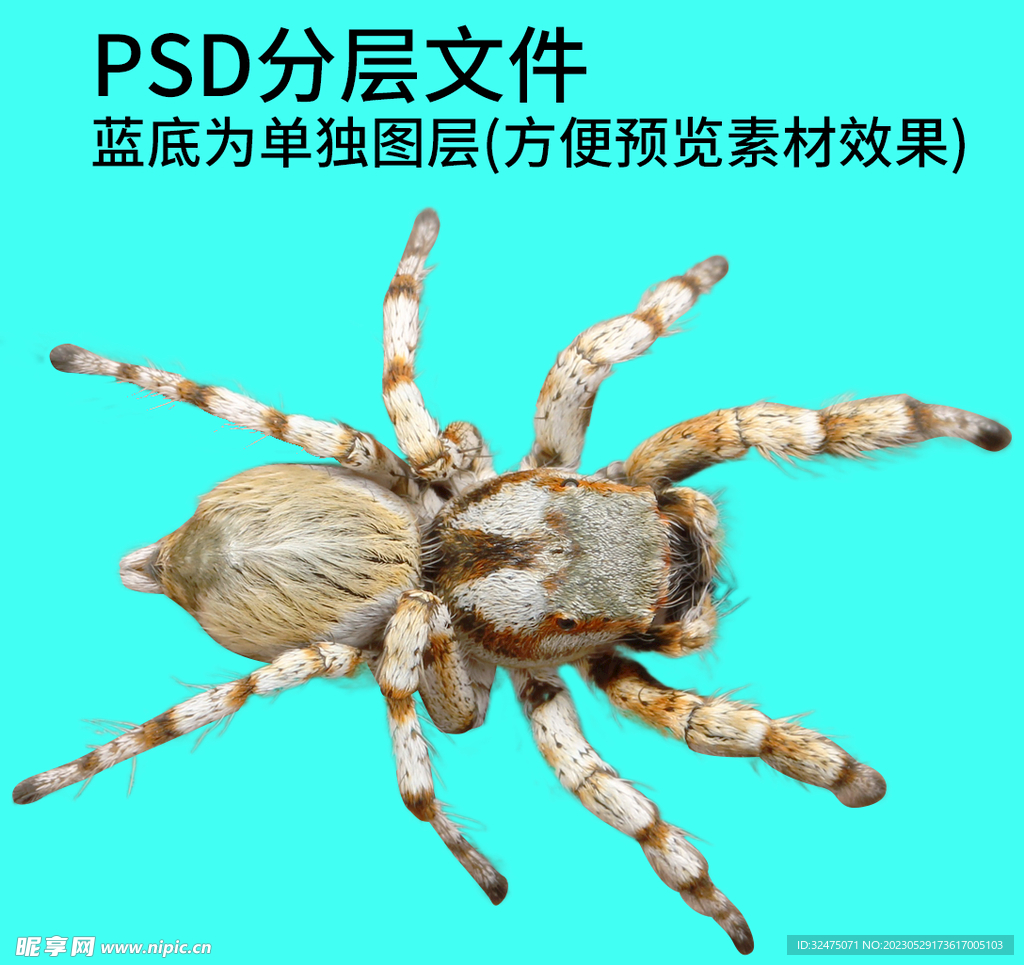 蜘蛛png免扣素材