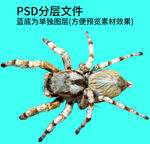 蜘蛛png免扣素材