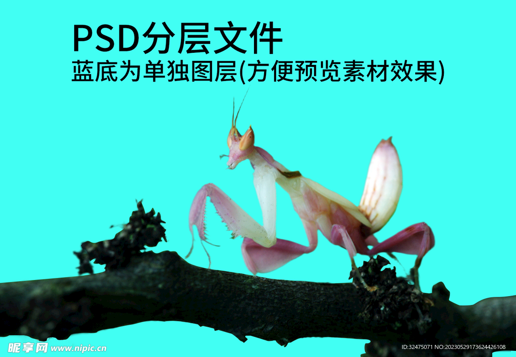 螳螂png免扣素材