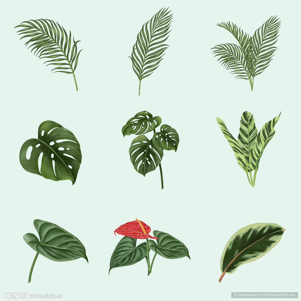 热带雨林植物大叶子绿叶树叶