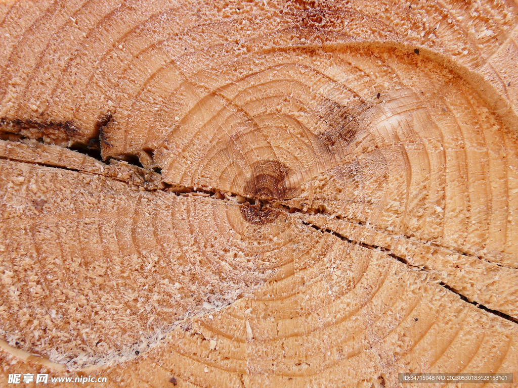 原木树墩切面背景