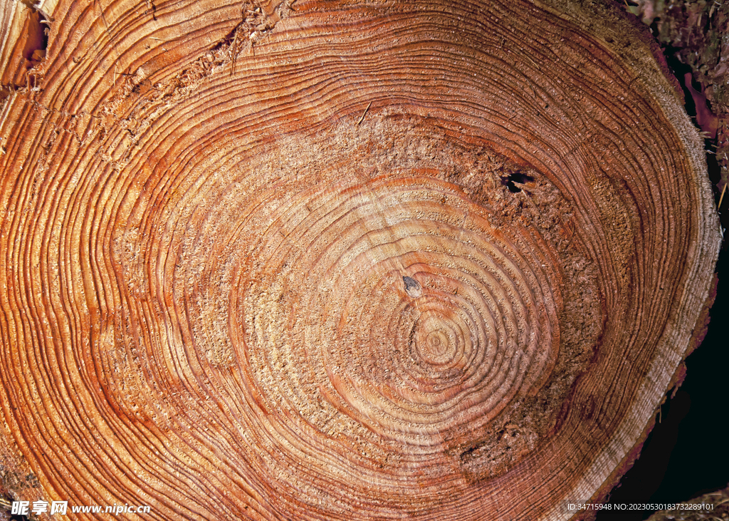 树墩切面木纹背景
