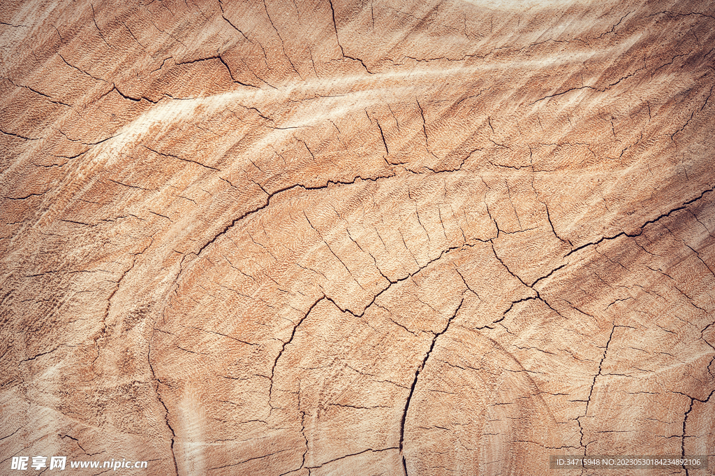 原木树墩截面背景