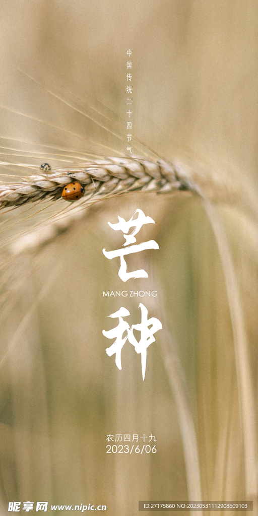 芒种