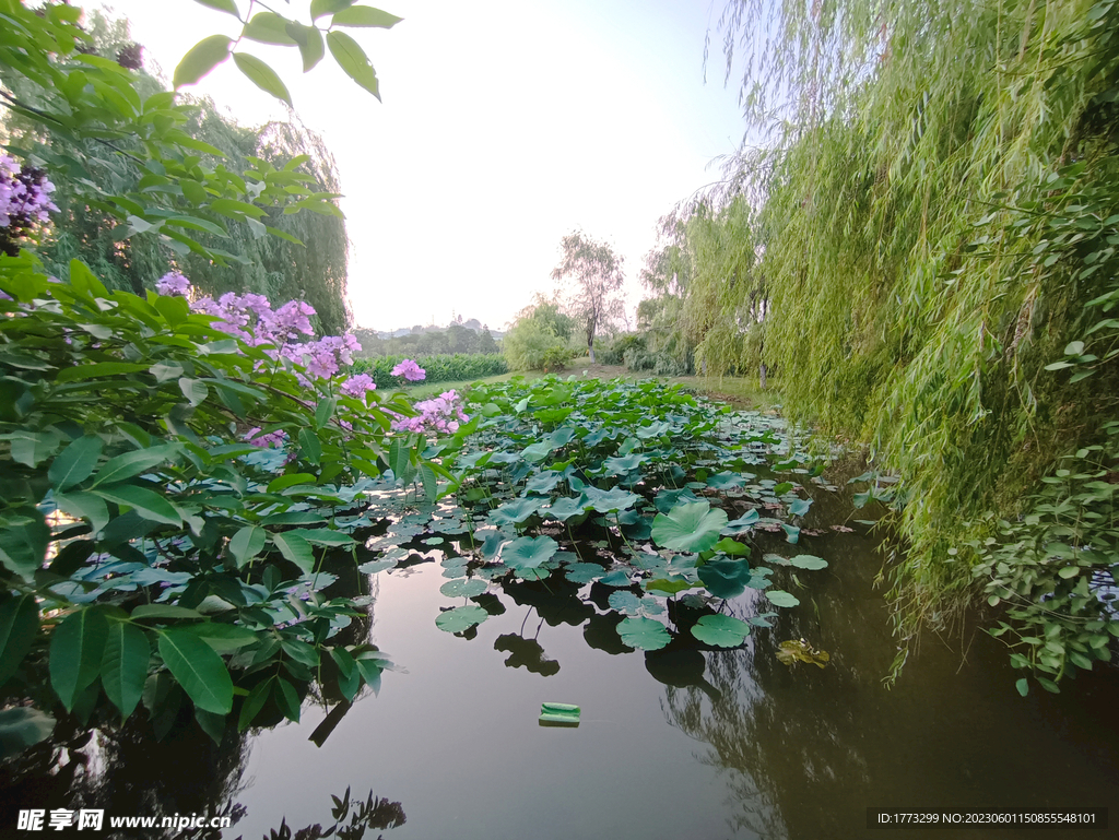 池塘柳树