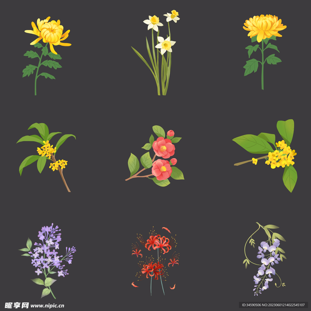 植物花草花朵花卉鲜花插画