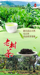 春茶老树茶