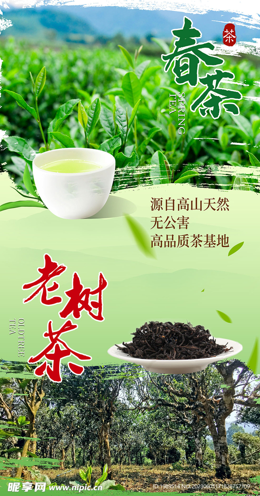 春茶老树茶