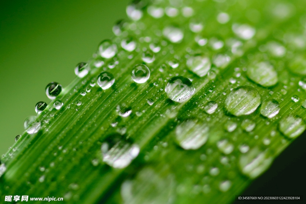 自然绿色露珠