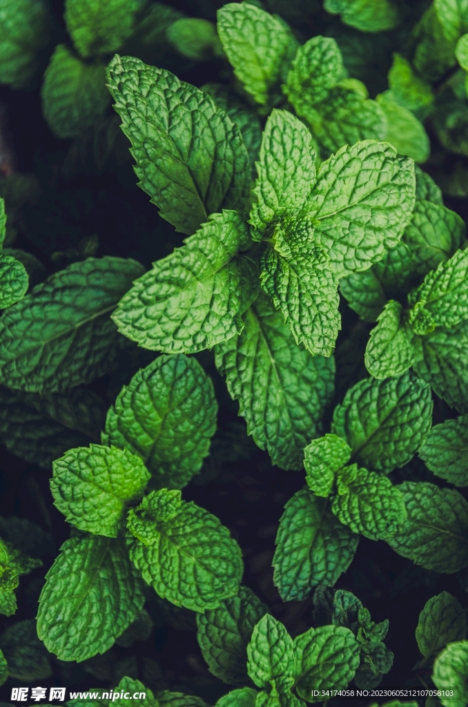 绿色小清新背景