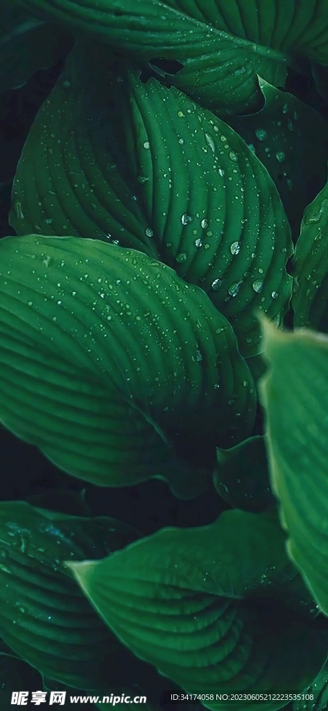 绿色小清新背景