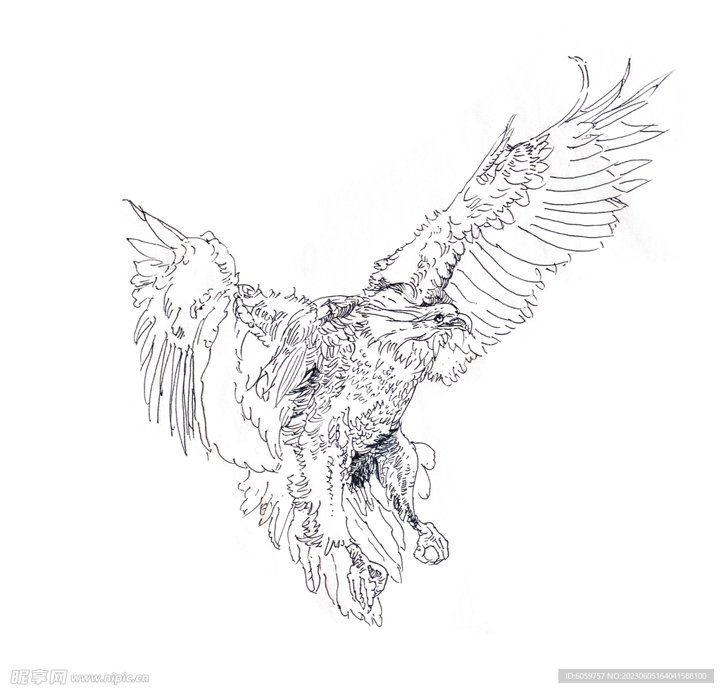 原创手绘动物速写