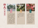 梅花品种展板