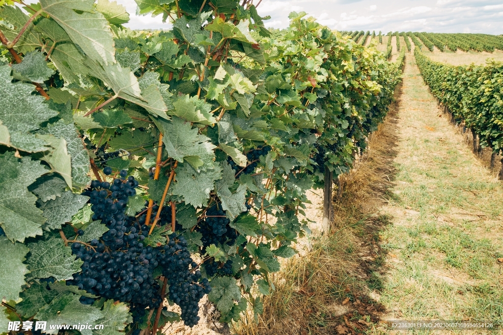 葡萄 园