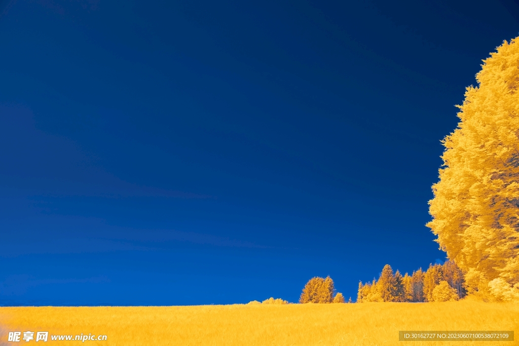 秋季金色自然景观风景